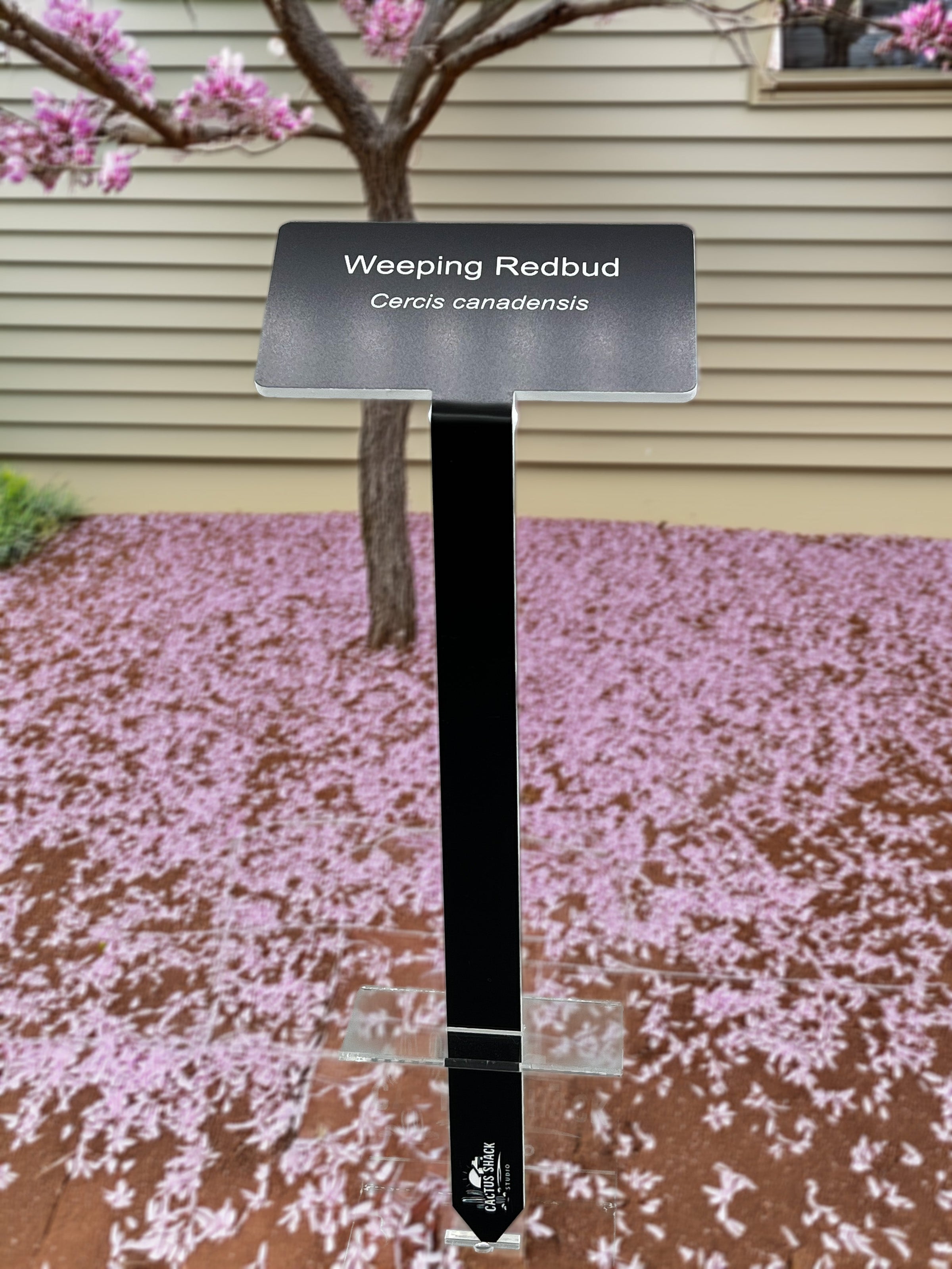 Large three-line engraved garden marker installed beside a shrub, with room for cultivar and breeder | Cactus Shack Studio