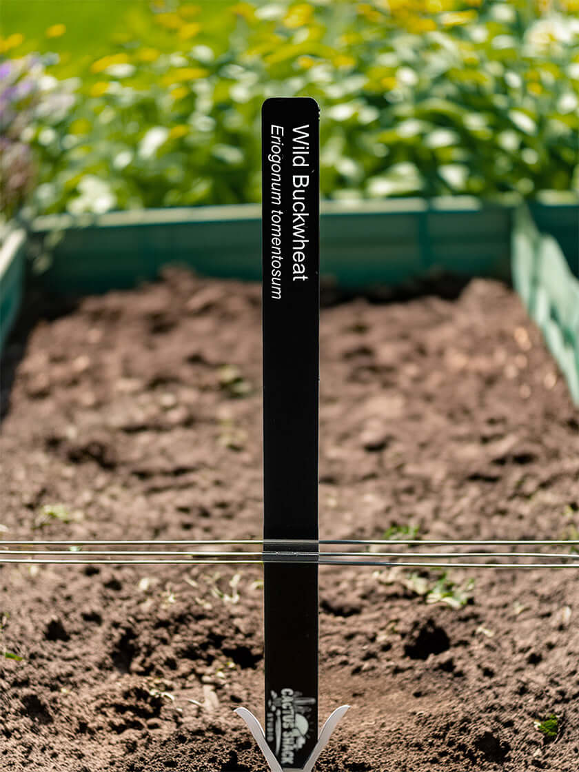 Engraved acrylic plant marker labelling a native buckwheat in a pollinator bed | Cactus Shack Studio
