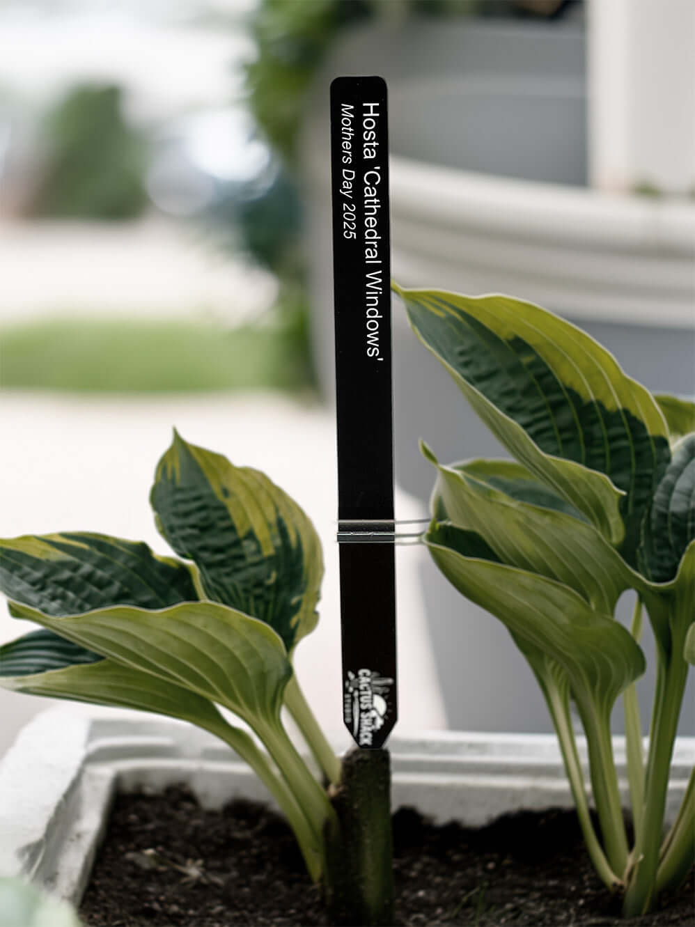 Engraved plant marker among broad tropical foliage, weatherproof in heat and humidity | Cactus Shack Studio