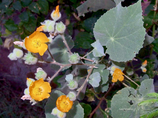 Superstition Mallow Standard Plant Tag