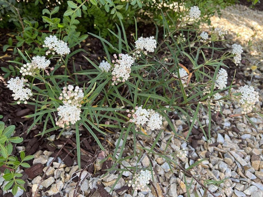 Arizona Milkweed  Standard Plant Tag