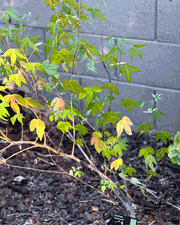 Willow Ragwort Standard Plant Tag