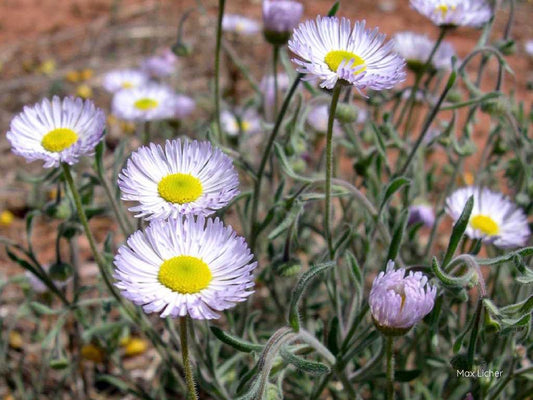 Spreading Fleabane Standard Plant Tag