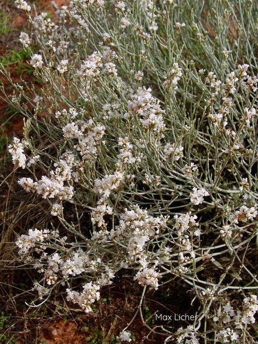 Wright's Buckwheat Standard Plant Tag