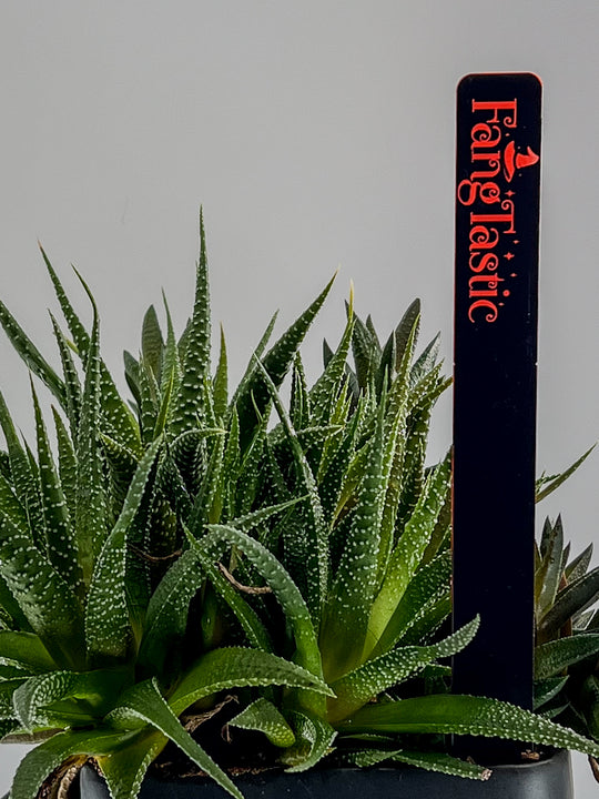 Laser engraved neon orange acrylic Halloween plant stakes displayed in pots | Cactus Shack Studio