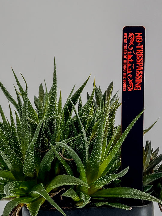Halloween laser engraved neon orange plant stakes – detail shot of stake designs | Cactus Shack Studio
