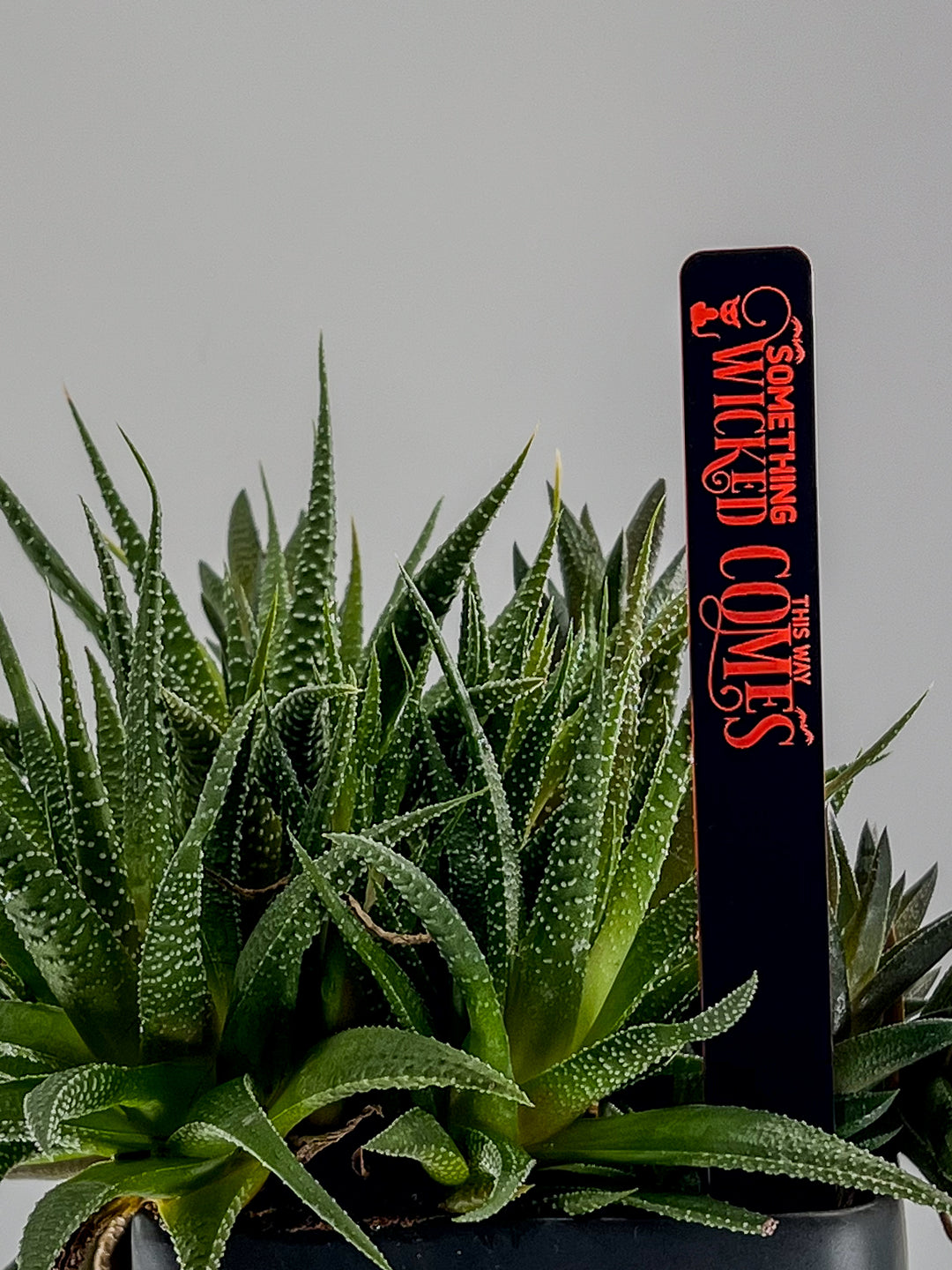 Halloween neon orange acrylic tags displayed with indoor plant décor | Cactus Shack Studio