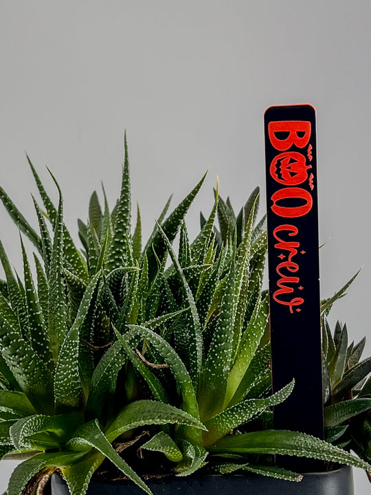 Halloween engraved plant stakes – lifestyle arrangement with potted succulents and pumpkins | Cactus Shack Studio
