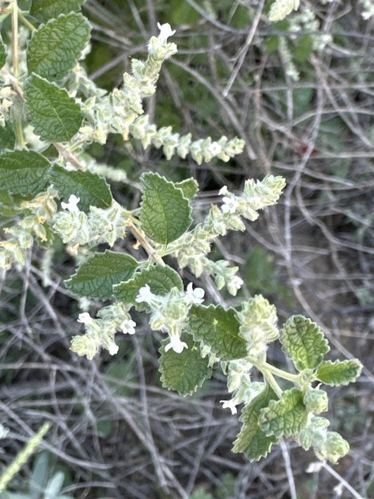 Beebrush Standard Plant Tag