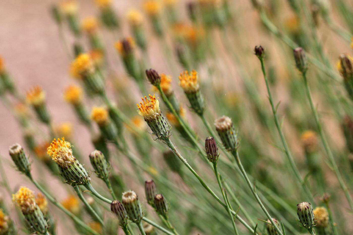 San Felipe Dogweed Standard Plant Tag