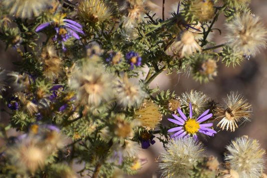 Tahoka Daisy Standard Plant Tag