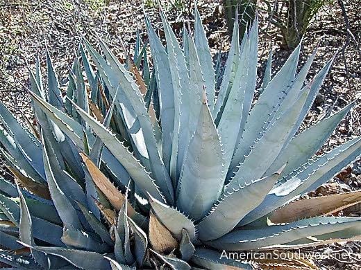 Agave Species  Standard Plant Tag