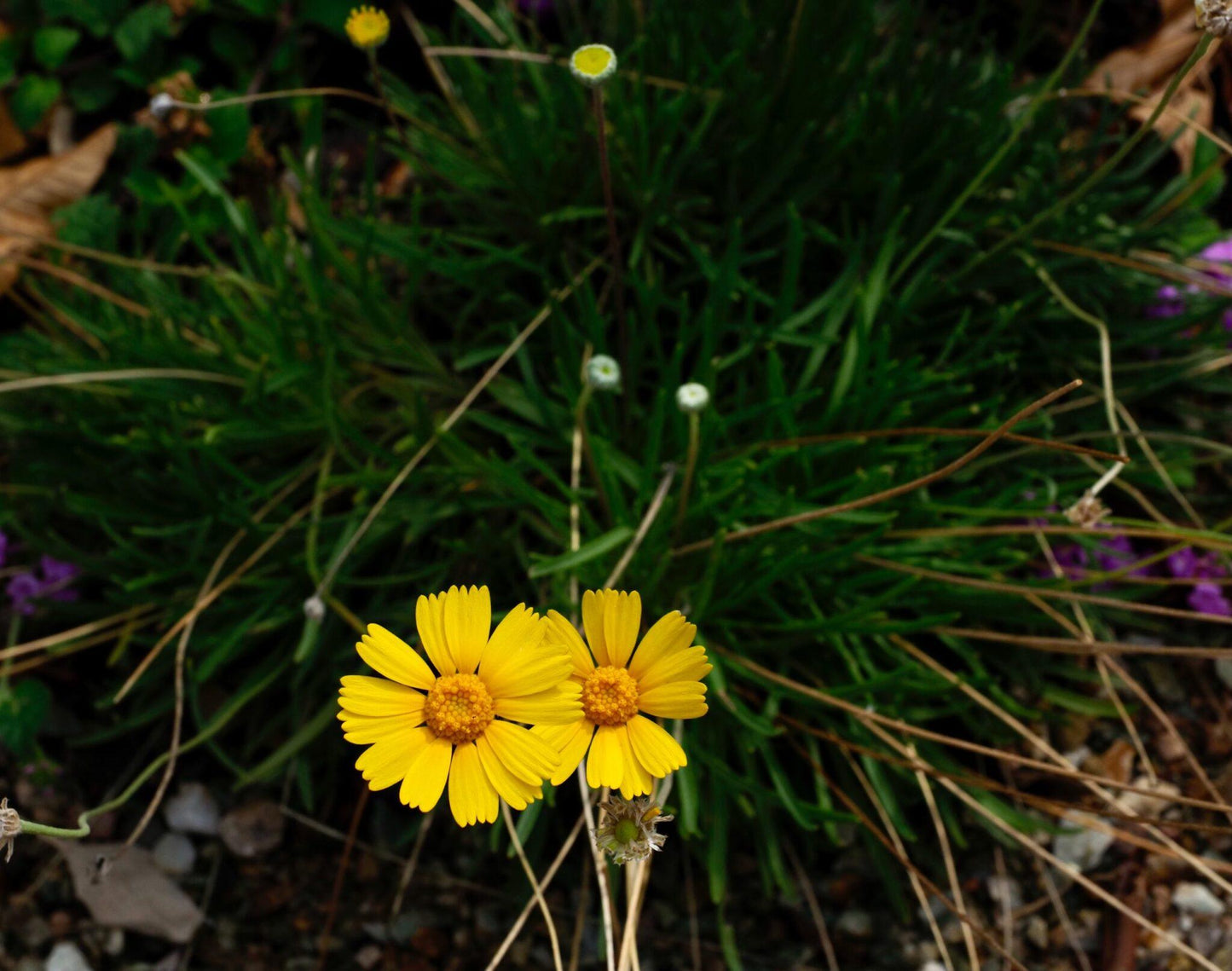 Angelita Daisy Standard Plant Tag