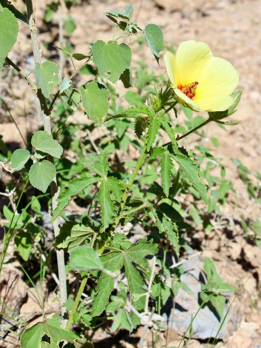 Arizona Rosemallow Standard Plant Tag