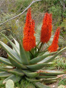 Aloe Species Standard Plant Tag