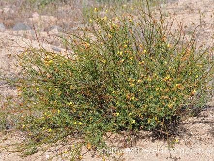 Shrubby Deervetch Standard Plant Tag