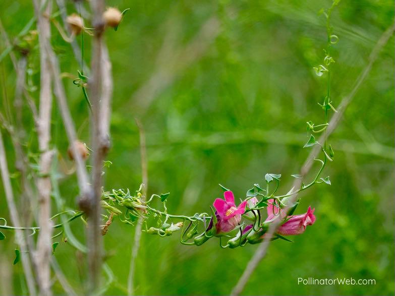 Snapdragon Vine Standard Plant Tag