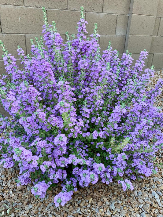 Texas Sage Standard Plant Tag