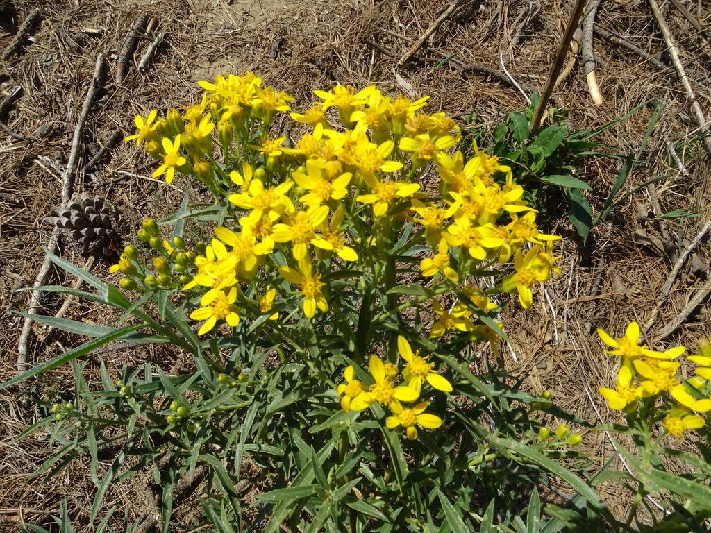 Willow Ragwort Standard Plant Tag